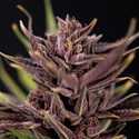 Purple Urkle (Zamnesia Seeds) feminisiert