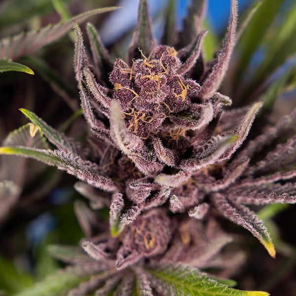 Purple Urkle (Zamnesia Seeds) feminisiert