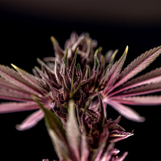 Purple Urkle (Zamnesia Seeds) feminisiert