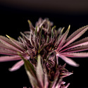 Purple Urkle (Zamnesia Seeds) feminisiert