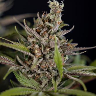 Purple Urkle (Zamnesia Seeds) feminisiert