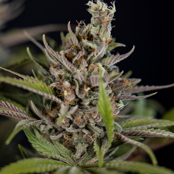 Purple Urkle (Zamnesia Seeds) feminisiert