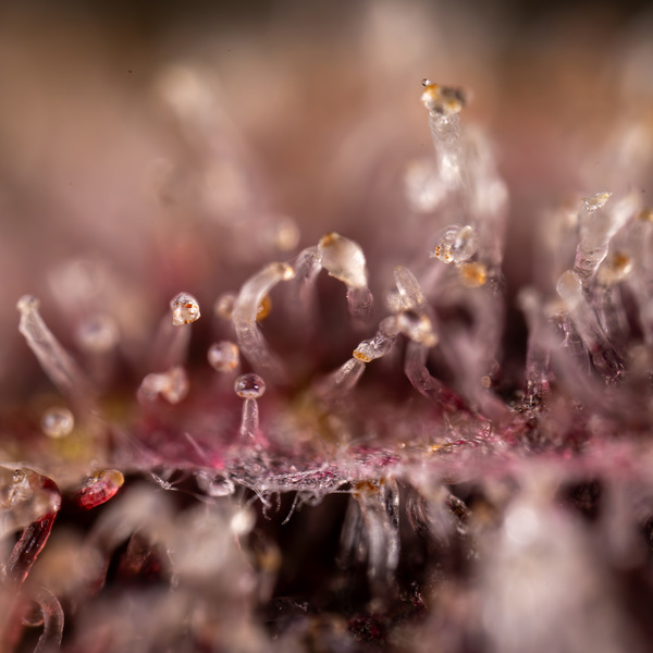 Purple Urkle (Zamnesia Seeds) feminisiert