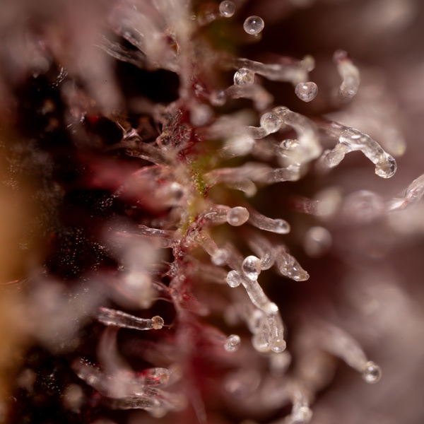 Purple Urkle (Zamnesia Seeds) feminisiert