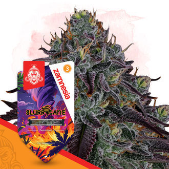 Slurricane (Zamnesia Seeds) feminisiert
