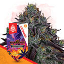Slurricane (Zamnesia Seeds) feminisiert