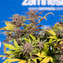 Slurricane (Zamnesia Seeds) feminisiert