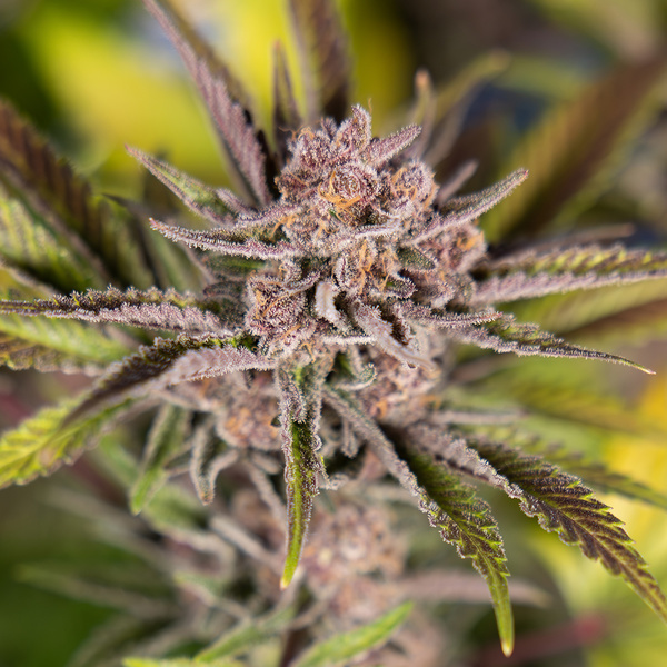 Slurricane (Zamnesia Seeds) feminisiert