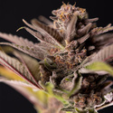 Slurricane (Zamnesia Seeds) feminisiert