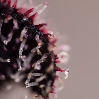 Slurricane (Zamnesia Seeds) feminisiert