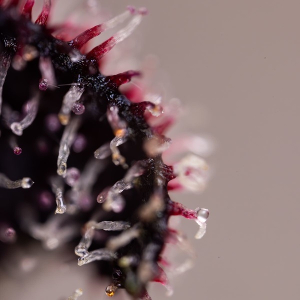 Slurricane (Zamnesia Seeds) feminisiert