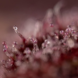 Slurricane (Zamnesia Seeds) feminisiert