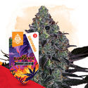 Slurricane Automatic (Zamnesia Seeds) feminisiert