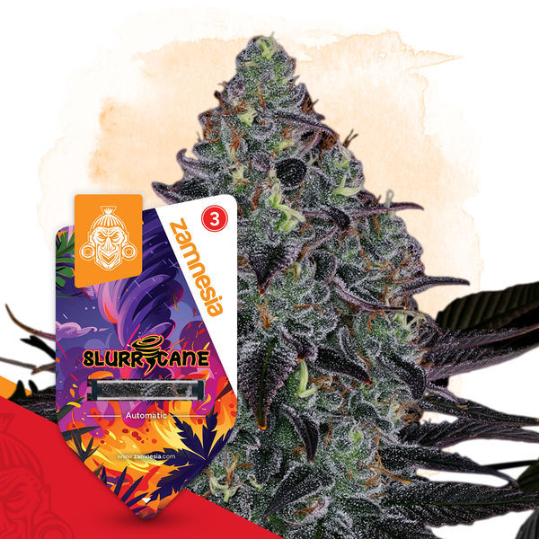 Slurricane Automatic (Zamnesia Seeds) feminisiert