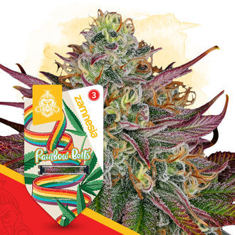 Rainbow Belts (Zamnesia Seeds) feminisiert