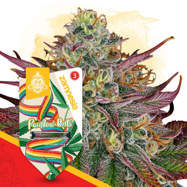 Rainbow Belts (Zamnesia Seeds) feminisiert