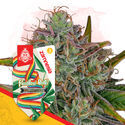 Rainbow Belts Automatic (Zamnesia Seeds) feminisiert