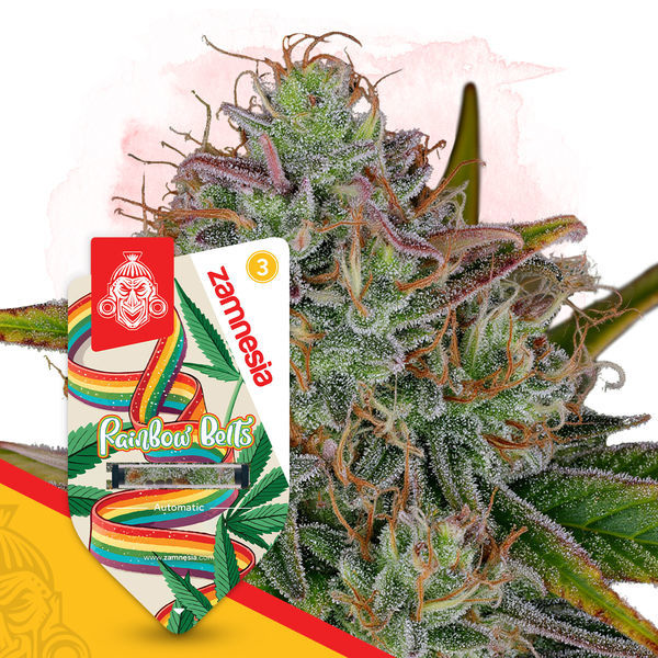Rainbow Belts Automatic (Zamnesia Seeds) feminisiert