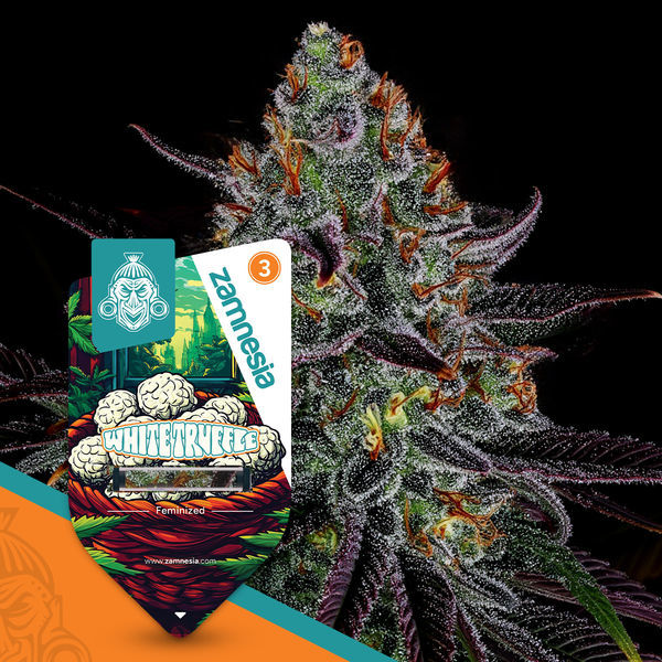 White Truffle (Zamnesia Seeds) feminisiert