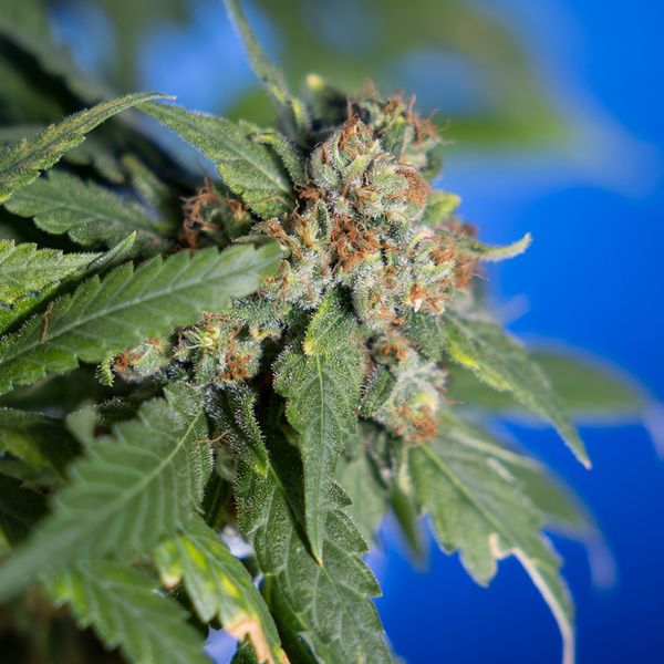 White Truffle (Zamnesia Seeds) feminisiert
