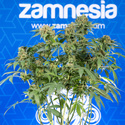 White Truffle (Zamnesia Seeds) feminisiert