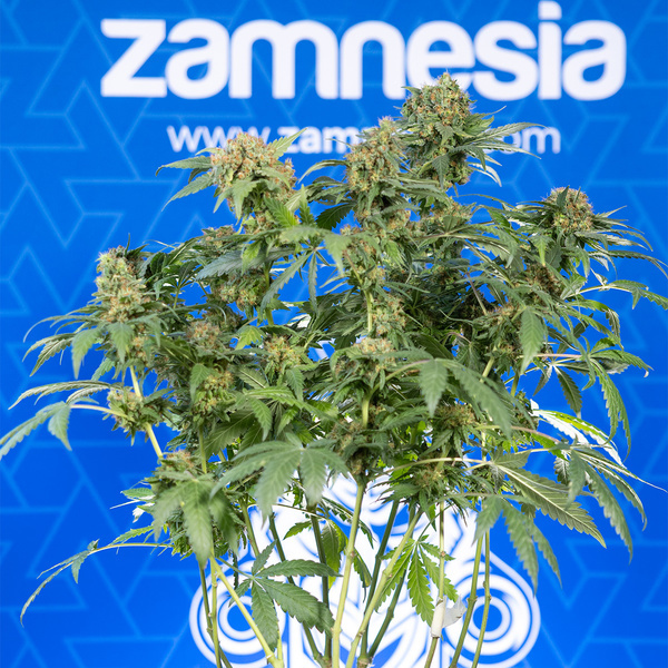 White Truffle (Zamnesia Seeds) feminisiert