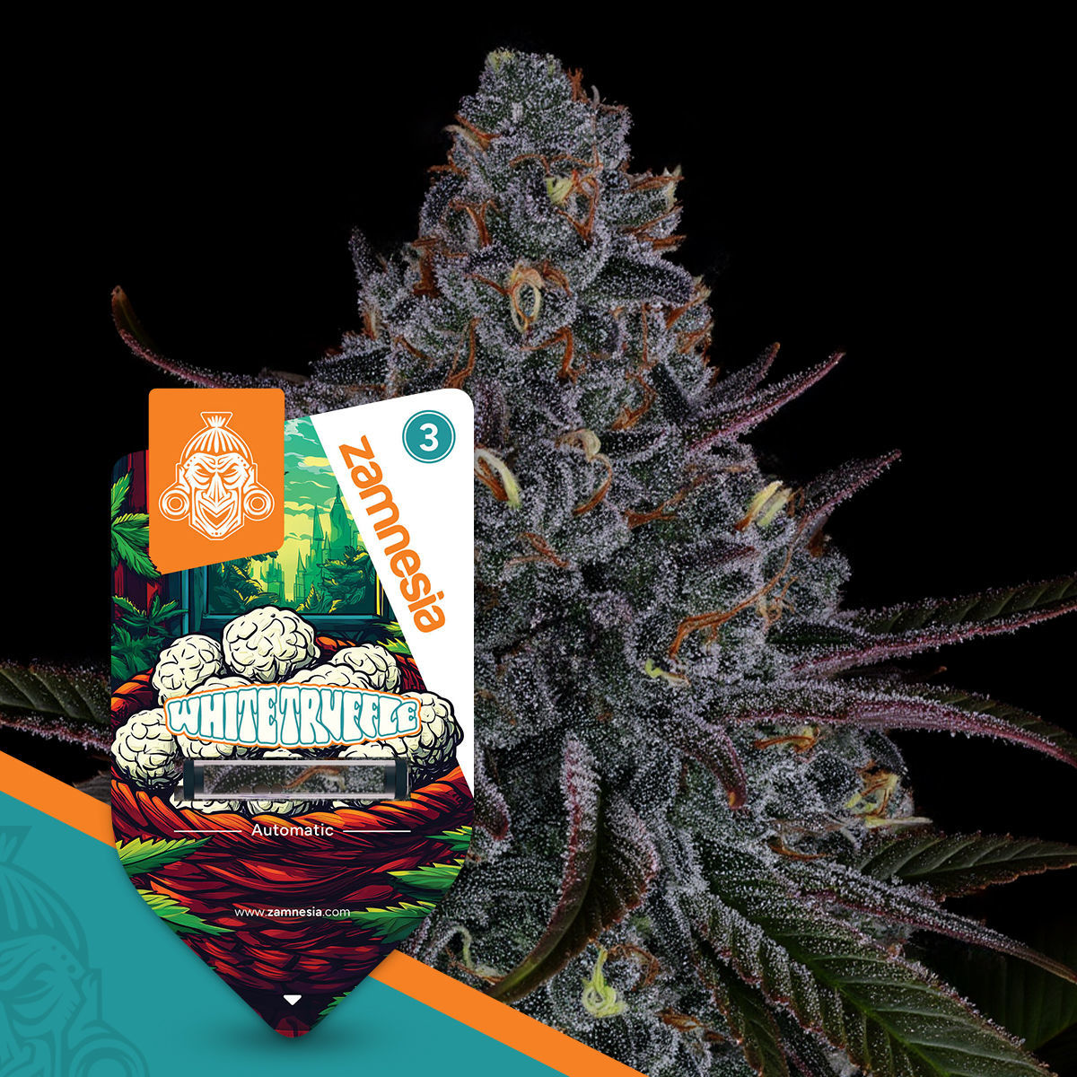 White Truffle Automatic (Zamnesia Seeds) feminisiert