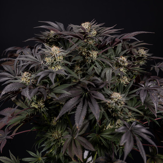 Black Diamond (Zamnesia Seeds) feminisiert