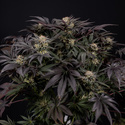 Black Diamond (Zamnesia Seeds) feminisiert