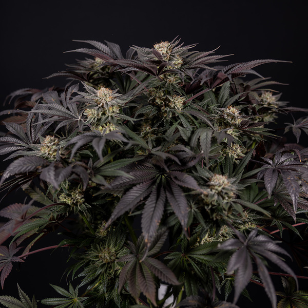 Black Diamond (Zamnesia Seeds) feminisiert