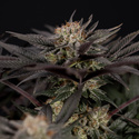 Black Diamond (Zamnesia Seeds) feminisiert