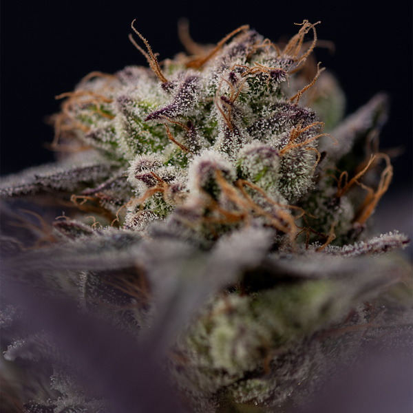 Black Diamond (Zamnesia Seeds) feminisiert