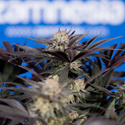Black Diamond (Zamnesia Seeds) feminisiert