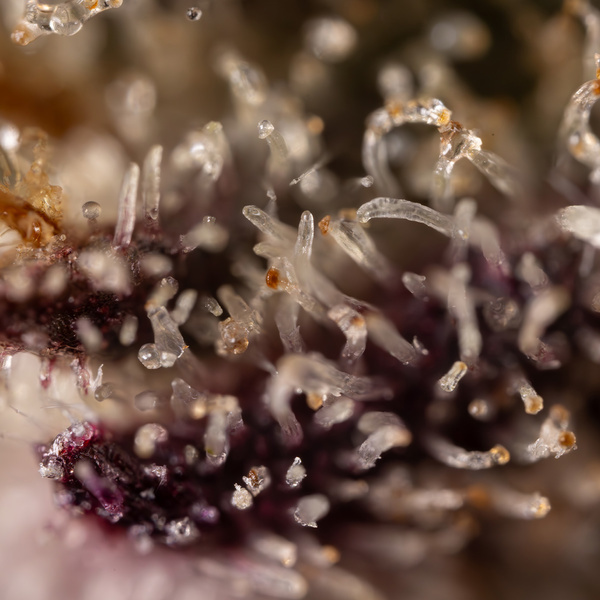 Black Diamond (Zamnesia Seeds) feminisiert