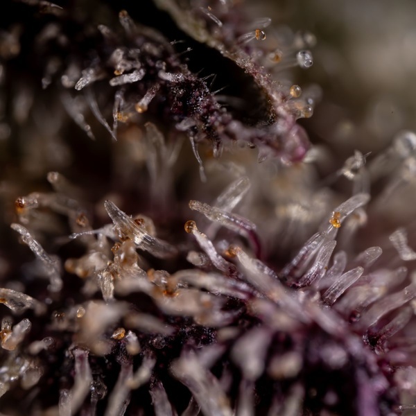 Black Diamond (Zamnesia Seeds) feminisiert