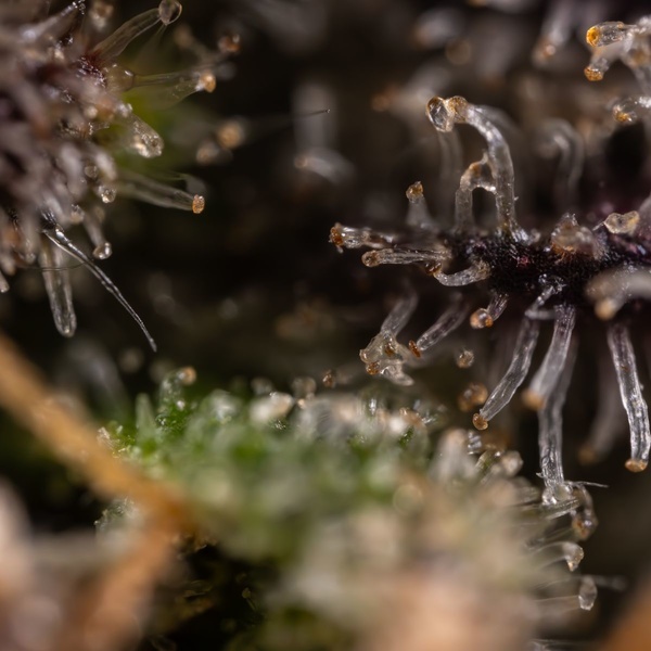 Black Diamond (Zamnesia Seeds) feminisiert