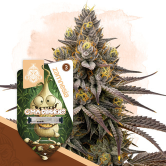 GMO Cookies (Zamnesia Seeds) feminisiert