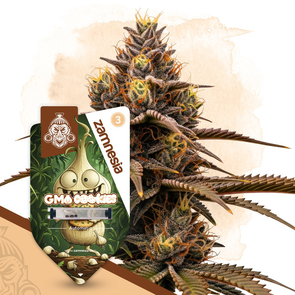 GMO Cookies Automatic (Zamnesia Seeds) feminisiert
