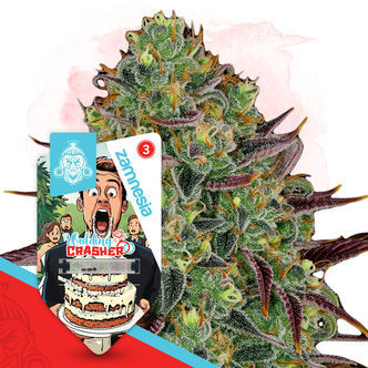 Wedding Crasher (Zamnesia Seeds) feminisiert