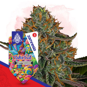 Dutch Treat (Zamnesia Seeds) feminisiert
