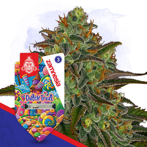 Dutch Treat Automatic (Zamnesia Seeds) feminisiert