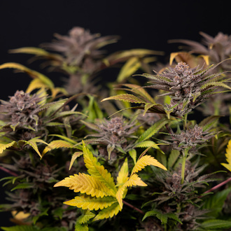 Rainbow Sherbet Automatic (Zamnesia Seeds) feminisiert