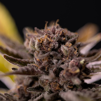 Rainbow Sherbet Automatic (Zamnesia Seeds) feminisiert