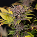Rainbow Sherbet Automatic (Zamnesia Seeds) feminisiert