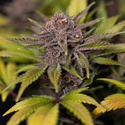 Rainbow Sherbet Automatic (Zamnesia Seeds) feminisiert