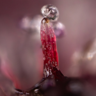 Rainbow Sherbet Automatic (Zamnesia Seeds) feminisiert