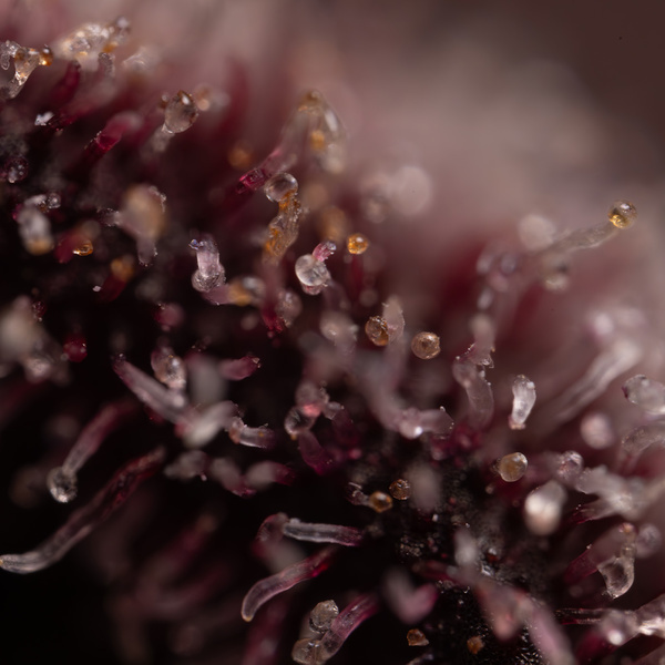 Rainbow Sherbet Automatic (Zamnesia Seeds) feminisiert