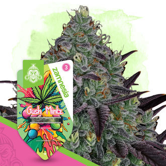 Gush Mintz (Zamnesia Seeds) feminisiert