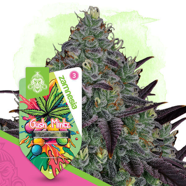 Gush Mintz (Zamnesia Seeds) feminisiert
