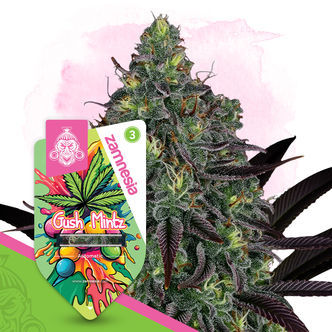 Gush Mintz Automatic (Zamnesia Seeds) feminisiert